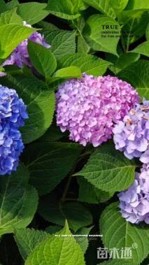 高度40厘米无尽夏绣球