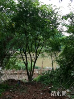 12公分丛生朴树