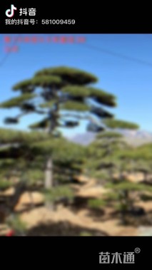 46公分造型油松