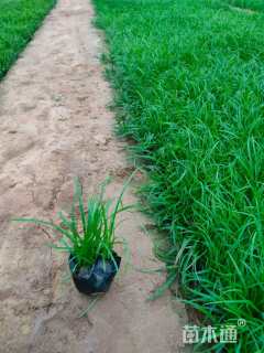 高度15厘米青绿苔草