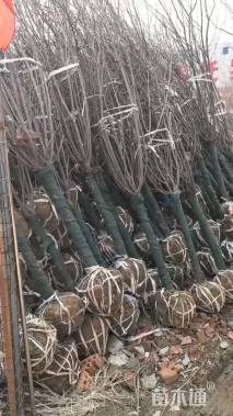 5公分大花榆叶梅