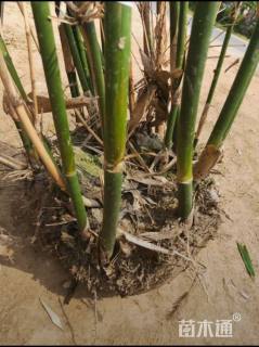 地栽苗慈孝竹