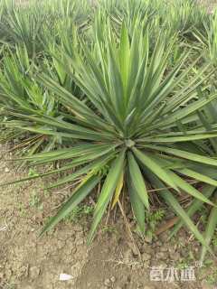 高度50厘米凤尾兰