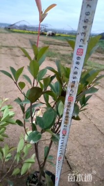 40公分红叶石楠