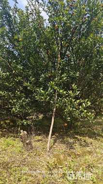 高度400厘米南丰蜜桔