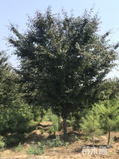 15公分珍珠海棠