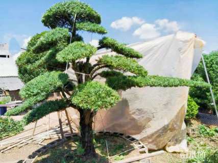 容器苗造型罗汉松