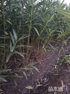 高度150厘米夹竹桃