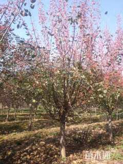 10公分垂丝海棠