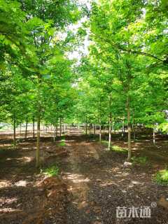 12公分美国红枫-秋火焰