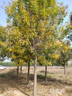 20公分速生白蜡