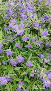 高度35厘米金叶莸