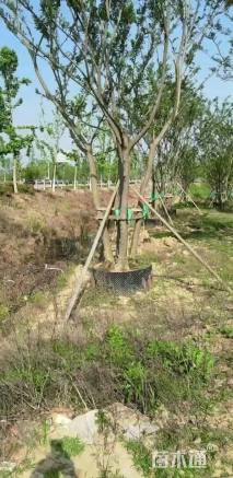 60公分(5杆)丛生朴树