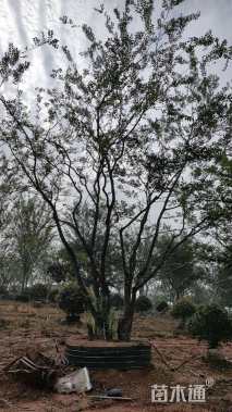 50公分丛生朴树