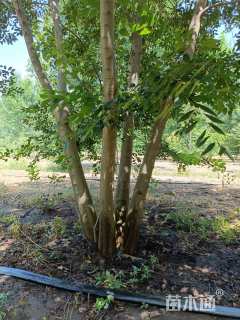 40公分(4杆)丛生朴树