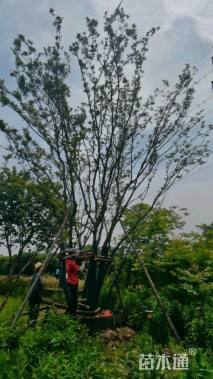 75公分(6杆)丛生朴树