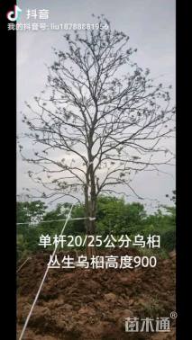 80公分丛生乌桕