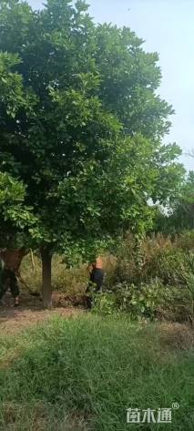 高度350厘米丛生胡柚