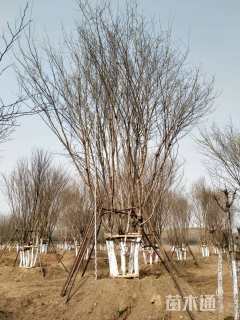 高度1200厘米丛生三角枫
