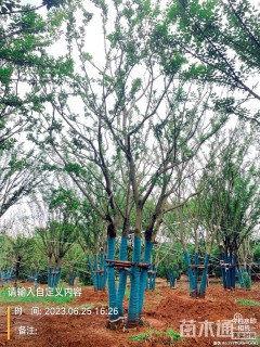 50公分(5杆)丛生朴树