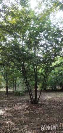 8公分(5杆)丛生朴树