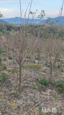 4公分染井吉野樱