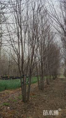 高度700厘米丛生美国红枫