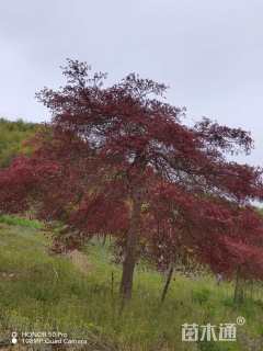 高度210厘米羽毛枫