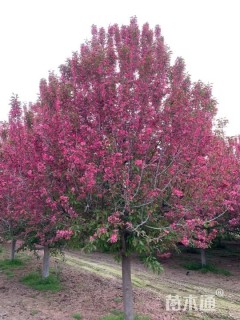 10公分绚丽海棠