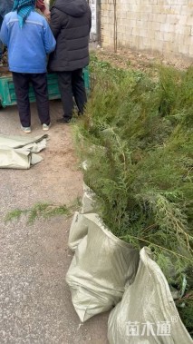 高度30厘米侧柏