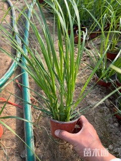 高度30厘米蒲苇