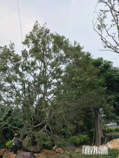 15公分丛生朴树