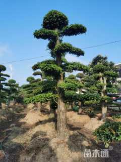 20公分造型榆树