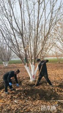 高度700厘米丛生元宝枫