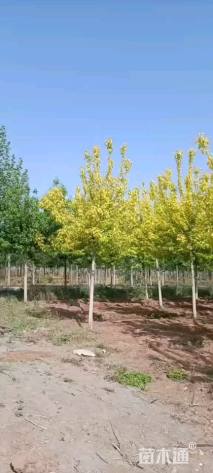 15公分金叶复叶槭