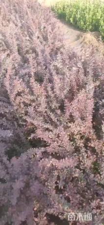 高度60厘米豪猪刺