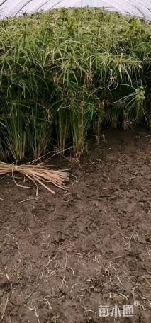 高度10厘米旱伞草