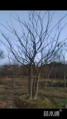 70公分丛生朴树