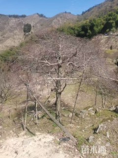 高度300厘米羽毛枫