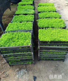 高度8厘米佛甲草