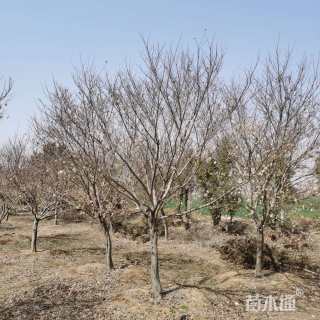 11公分日本红枫