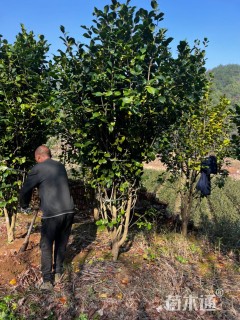 高度250厘米茶花