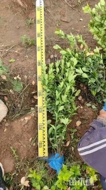 高度70厘米大叶黄杨