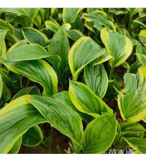 高度20厘米金边玉簪