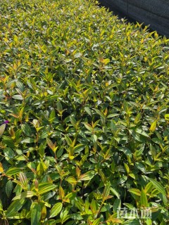 高度25厘米巴西野牡丹