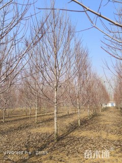 20公分美国红枫-十月光辉