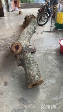 31公分海南黄花梨