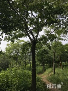 25公分朴树