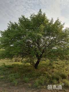 16公分造型山杏