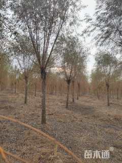 12公分金丝垂柳